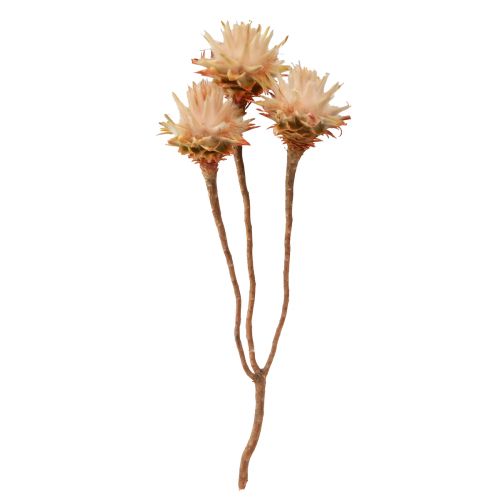Floristik24 Leucospermum Plumosum Fiori d&#39;Argento Chiari 25 pz