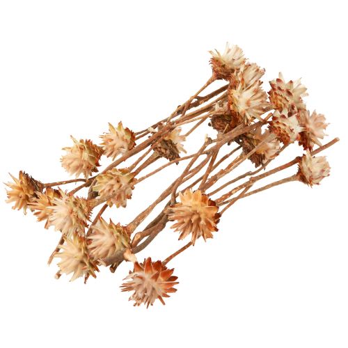 Prodotto Leucospermum Plumosum Fiori d&#39;Argento Chiari 25 pz