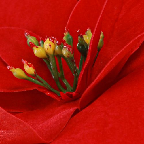 Prodotto Magnifica stella di Natale - Poinsettia in rosso - 46 cm 6 pezzi 2 mazzi