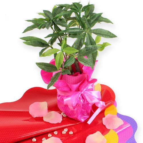 Floristik24 Polsini Rondella Ø40cm rossi 50 pezzi