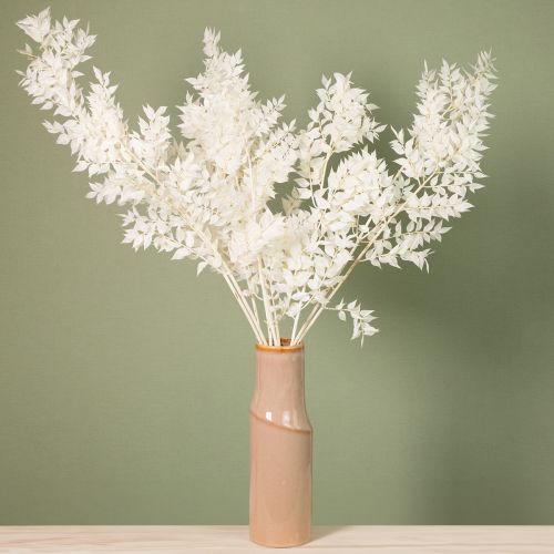 Prodotto Rami di Ruscus rami decorativi fiori secchi sbiancati 10 pz