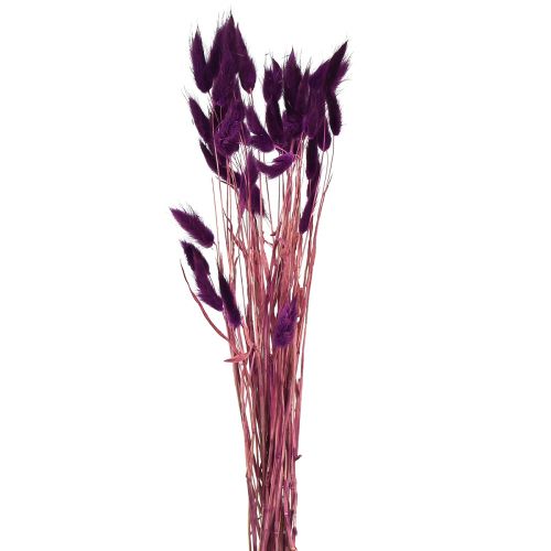 Prodotto Velvet Grass Violet, Rabbit Tail Grass, Lagurus L18-50cm 25g