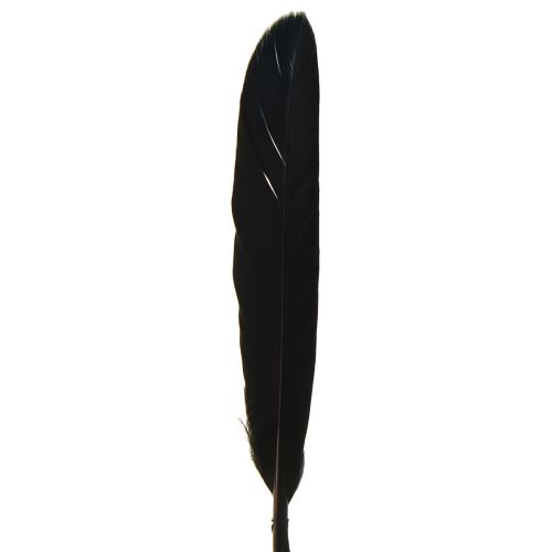 Prodotto Piume Nere Piume D&#39;oca Decorative Nere 11-14 cm 180 pz