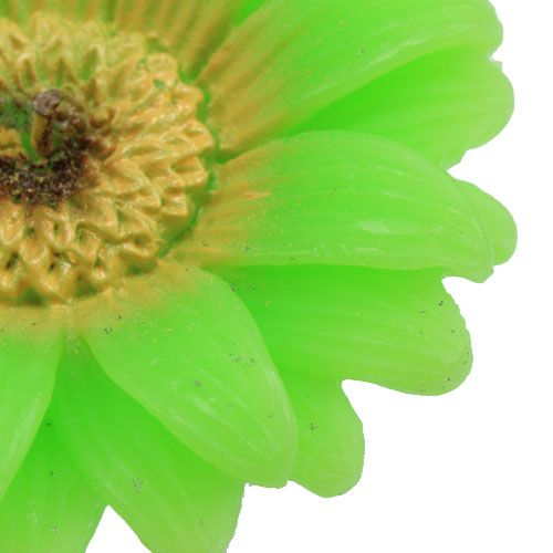 Floristik24 Candela galleggiante Gerbera Verde Ø7,5cm