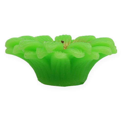 Floristik24 Candela galleggiante Gerbera Verde Ø7,5cm