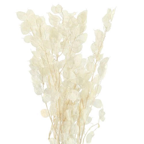 Prodotto Foglia Argento Luna Viola Lunaria Stabilizzata L70cm 20g