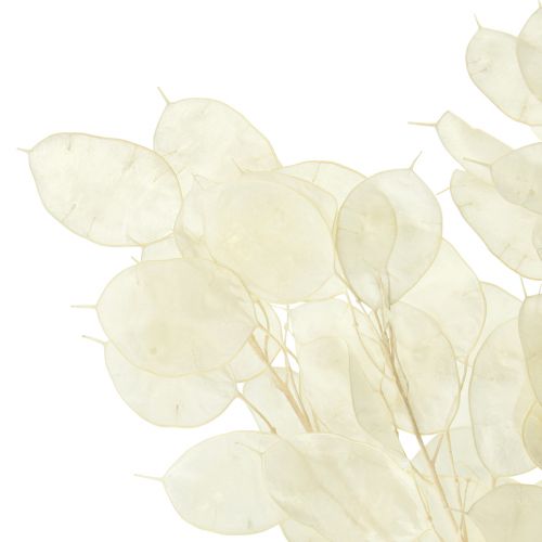 Prodotto Foglia Argento Luna Viola Lunaria Stabilizzata L70cm 20g
