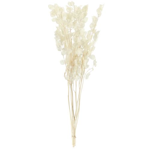 Prodotto Foglia Argento Luna Viola Lunaria Stabilizzata L70cm 20g