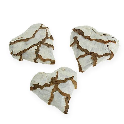 Floristik24 Sola Cuore di cavolo cappuccio 6 cm piatto 12 pz.