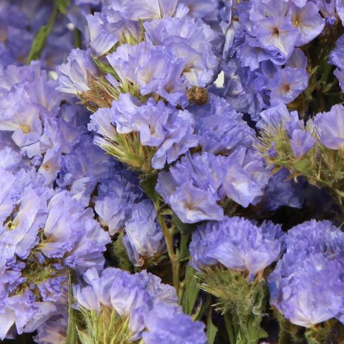 Floristik24 Statice Limonium sinuatum Mare Lilla Viola Fiori Secchi 60cm 50g