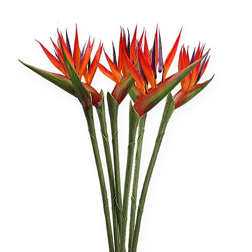 Floristik24 Strelitzia 65cm (6 pezzi)