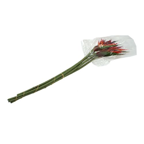 Floristik24 Strelitzia 65cm (6 pezzi)