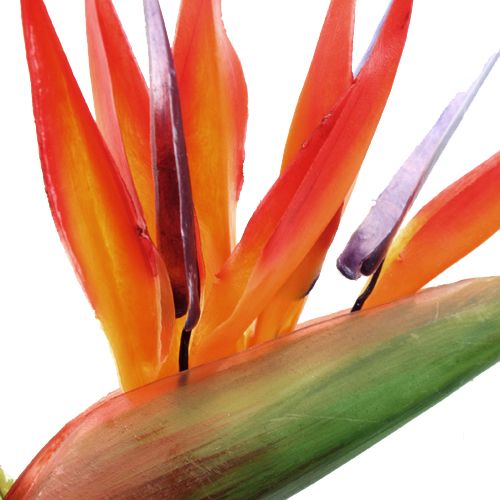Floristik24 Strelitzia 65cm (6 pezzi)