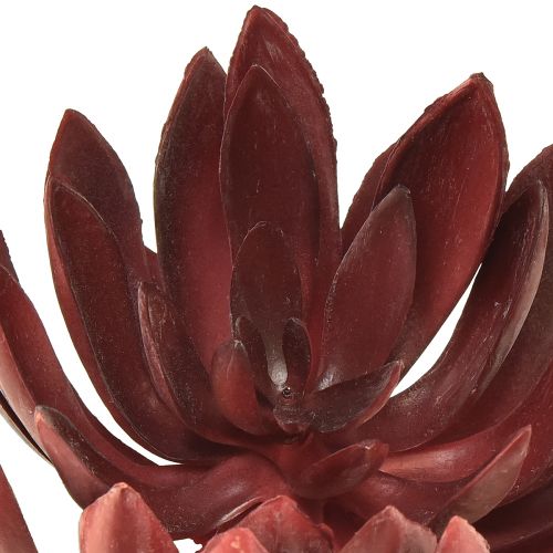 Floristik24 Piante verdi artificiali succulente Echeveria rosse Ø12 cm 19,5 cm
