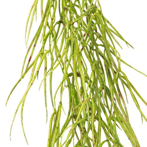 Prodotto Succulenta verde pendente 145cm
