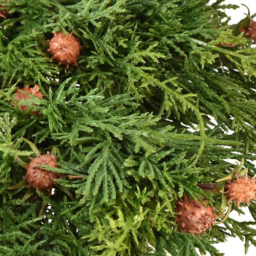 Floristik24 Ghirlanda di abete Thuja con corona di vite base boccioli Ø50cm