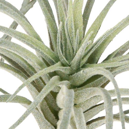 Prodotto Tillandsia succulenta piante verdi artificiali 13cm