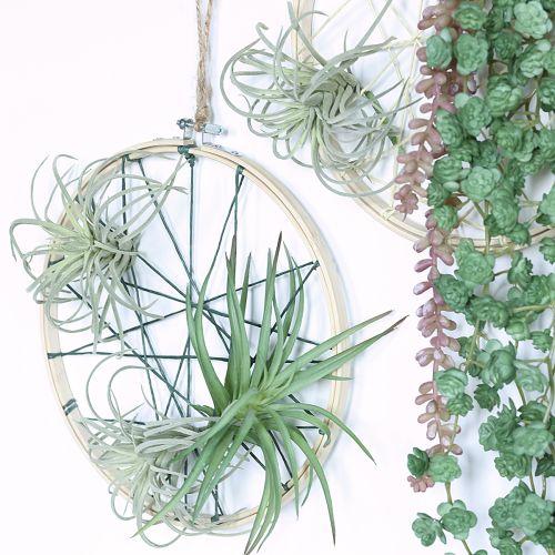 Prodotto Tillandsia succulenta piante verdi artificiali 13cm