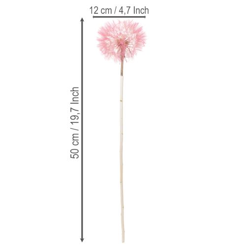 Prodotto Decorazione di fiori secchi con tarassaco gigante, elegante accessorio per la casa, 12 cm, 4 pezzi