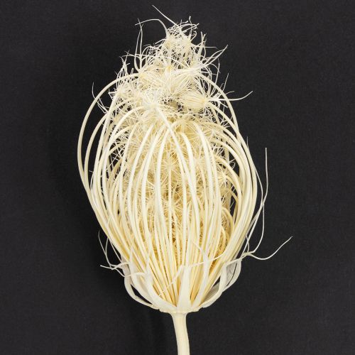 Prodotto Fiori secchi crema di finocchio sbiancato 45cm mazzo 10 pezzi