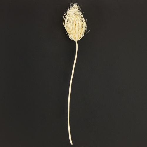 Fiori secchi crema di finocchio sbiancato 45cm mazzo 10 pezzi | Floristik24.it