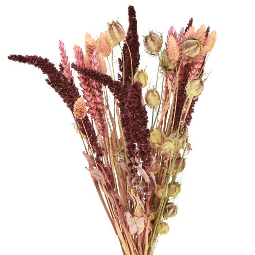 Floristik24 Mazzo di fiori secchi grani Nigella rosa arancio 50 cm