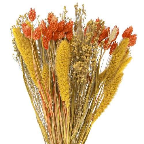 Floristik24 Bouquet di fiori secchi con chicchi di colore giallo arancio 50cm
