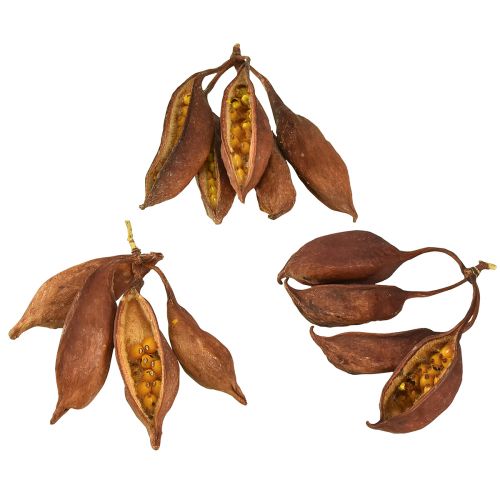 Prodotto Decorazione a secco Brachyciton albero bottiglia naturale 5-10 cm 1 kg