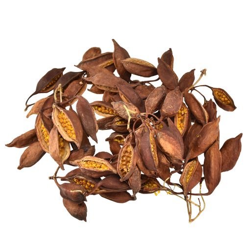 Prodotto Decorazione a secco Brachyciton albero bottiglia naturale 5-10 cm 1 kg
