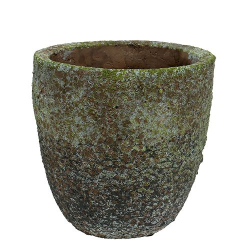 Floristik24 Fioriera con muschio Ø16cm H16cm 1p
