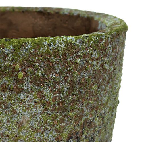 Floristik24 Fioriera con muschio Ø16cm H16cm 1p