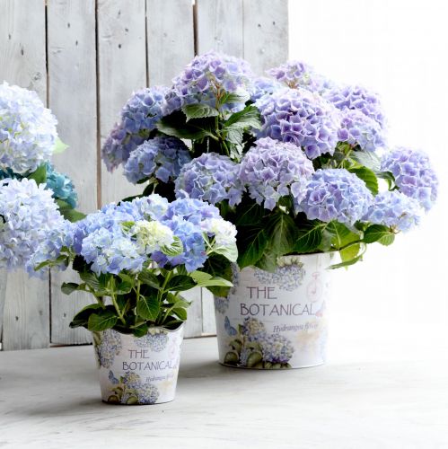 Floristik24 Vaso da fiori in plastica per ortensie Ø13,5 cm H12 cm