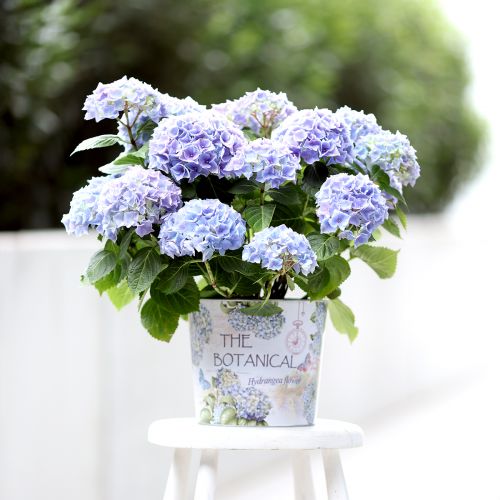 Floristik24 Fioriera in metallo vaso da fiori ortensia Ø24cm H21cm