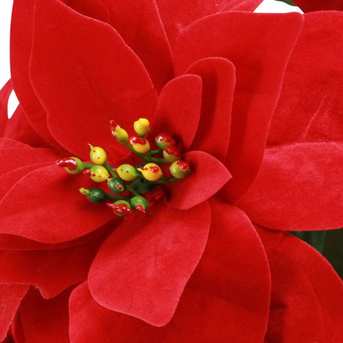 Prodotto Stella di Natale Stella di Natale Rossa Artificiale L55cm 2pz