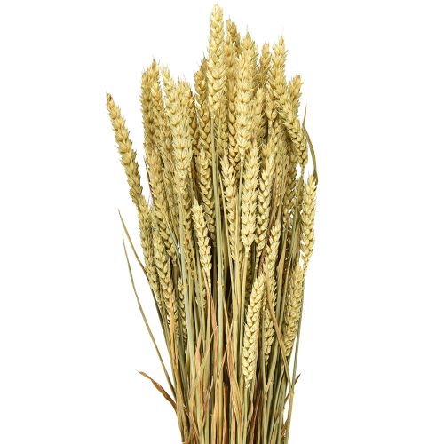 Floristik24 Mazzo di grano grano decorativo naturale 1 mazzo 150g