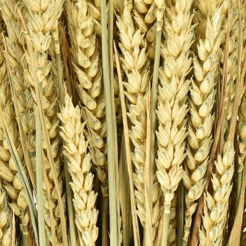 Prodotto Mazzo di grano grano decorativo naturale 1 mazzo 150g