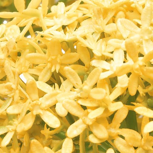 Prodotto Cipolla ornamentale Allium selvatico artificiale Giallo 70cm 3 pz