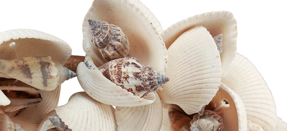Decorazione a conchiglia