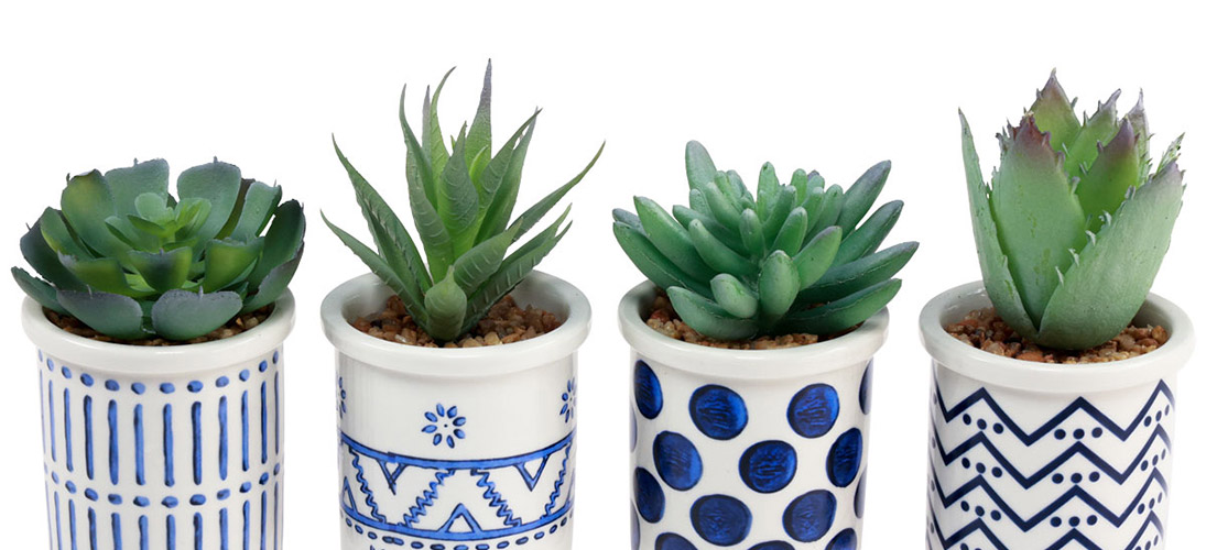 Cactus e succulente
