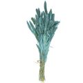 Floristik24 Fiori secchi, Setaria Pumila, miglio blu 65 cm 200 g