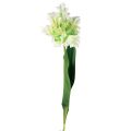 Floristik24 Fiore artificiale tulipano pappagallo tulipano artificiale verde bianco 69 cm