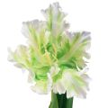 Floristik24 Fiore artificiale tulipano pappagallo tulipano artificiale verde bianco 69 cm