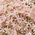 Floristik24 Fiore decorativo Wild Allium artificiale rosa 70 cm 3 pezzi