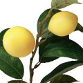 Floristik24 Ramo di limone decorativo con 6 limoni artificiali 100 cm