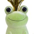 Floristik24 Rana decorativa, principe ranocchio, decorazione primaverile, rana con corona dorata verde chiaro 40,5 cm