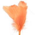 Floristik24 Piume decorative piume di uccello arancioni su bastoncino 36 cm 12 pezzi