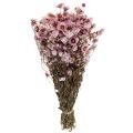 Floristik24 Fiori di paglia fiori secchi bianco rosa 20-35cm mazzo 40g