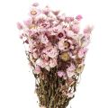 Floristik24 Fiori di paglia fiori secchi bianco rosa 20-35cm mazzo 40g