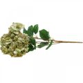 Floristik24 Mazzo di ortensie artificiale verde, marrone 5 fiori 48cm