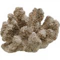 Floristik24 Decoro marittimo, animale marino, decoro corallo poliresina 13,5x11,5cm